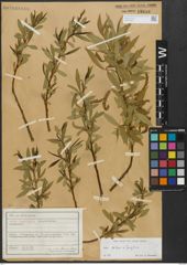 Foto von Salix alba L. x Salix fragilis L.